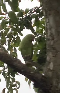 Ina 01 Vreemdeling weg gejaagd 1